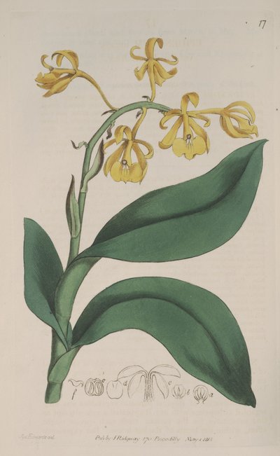 Illustration von Epidendrum nutans von Sydenham Teast Edwards